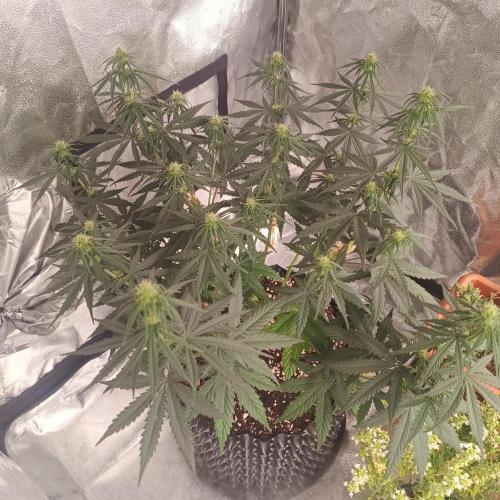 Break-up Cake AUTO 2x - beginner grow. Week 5 - Left pot