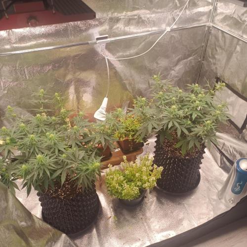 Break-up Cake AUTO 2x - beginner grow. Week 5 - 05. 07.