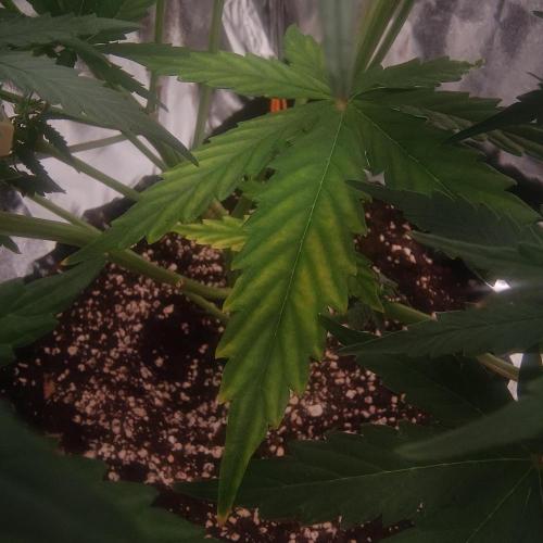 Break-Up Cake Auto. Week 5