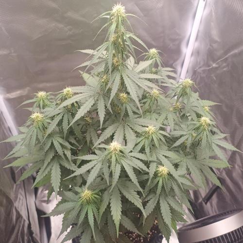 Milky Way F1. Week 6
