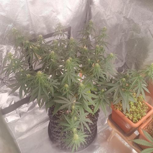 Break-up Cake AUTO 2x - beginner grow. Week 6 - Left pot