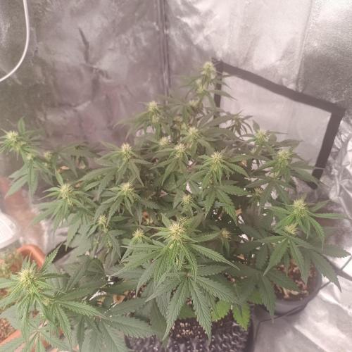 Break-Up Cake Auto. Week 6