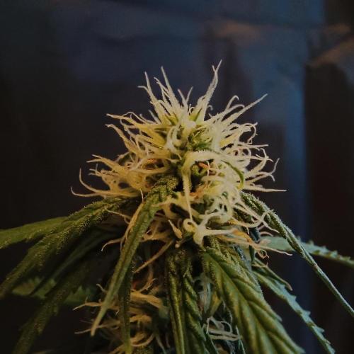 Milky Way F1. Week 6
