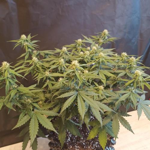 Break-up Cake AUTO 2x - beginner grow. Week 6 - Right pot