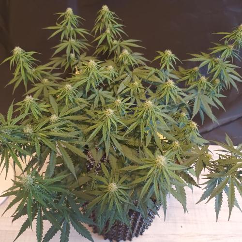 Break-up Cake AUTO 2x - beginner grow. Week 6 - Left pot