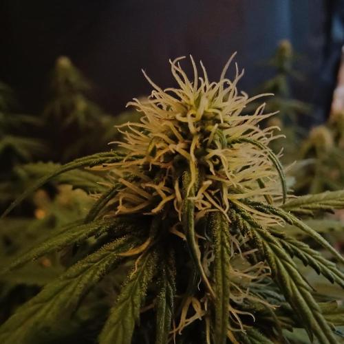 Break-up Cake AUTO 2x - beginner grow. Week 6 - Left pot closeup
