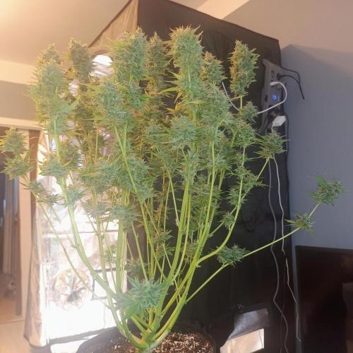 Break-up Cake AUTO 2x - beginner grow. Week 7 - Amnesia Haze AUTO chop day 17. 05.