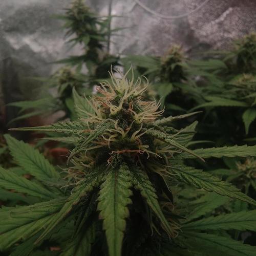 Break-up Cake AUTO 2x - beginner grow. Week 7 - Closeup