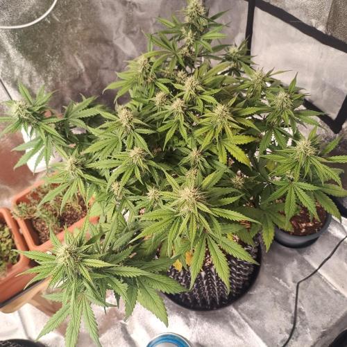 Break-Up Cake Auto. Week 7