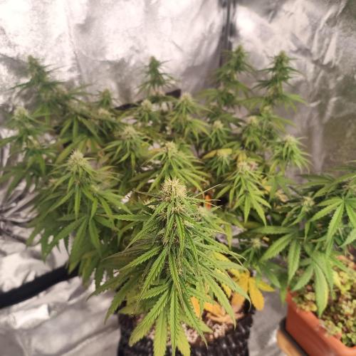 Break-up Cake AUTO 2x - beginner grow. Week 7 - Left pot