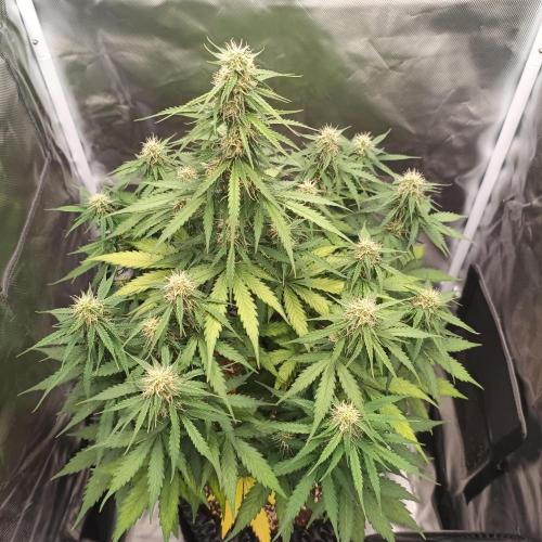 Milky Way F1. Week 7