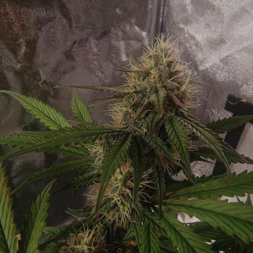 Break-up Cake AUTO 2x - beginner grow. Week 7 - 17. 07. closeup