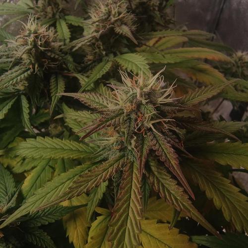 Break-up Cake AUTO 2x - beginner grow. Week 7 - 17. 07. closeup