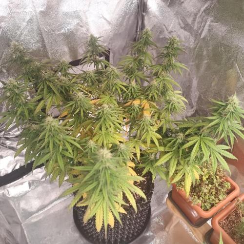 Break-up Cake AUTO 2x - beginner grow. Week 7 - left pot