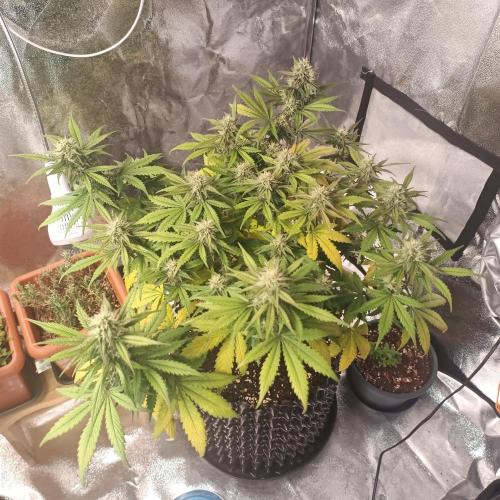 Break-up Cake AUTO 2x - beginner grow. Week 7 - Right pot