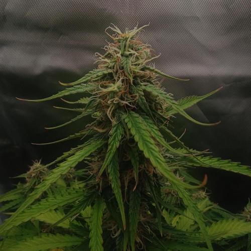 Milky Way F1. Week 8