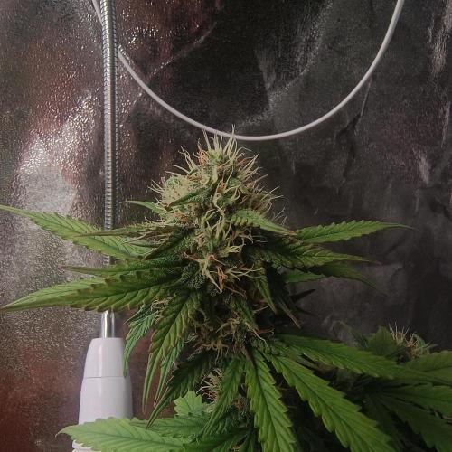 Break-Up Cake Auto. Week 8