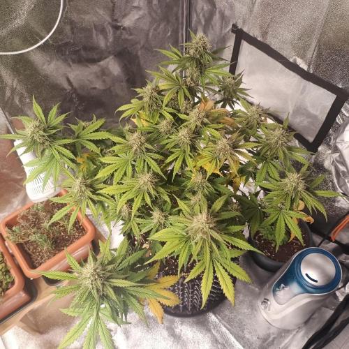 Break-up Cake AUTO 2x - beginner grow. Week 8 - Right pot