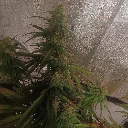 Break-up Cake AUTO 2x - beginner grow. Week 8 - Left pot closeup