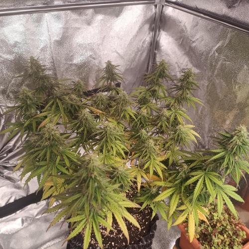 Break-up Cake AUTO 2x - beginner grow. Week 8 - Left pot