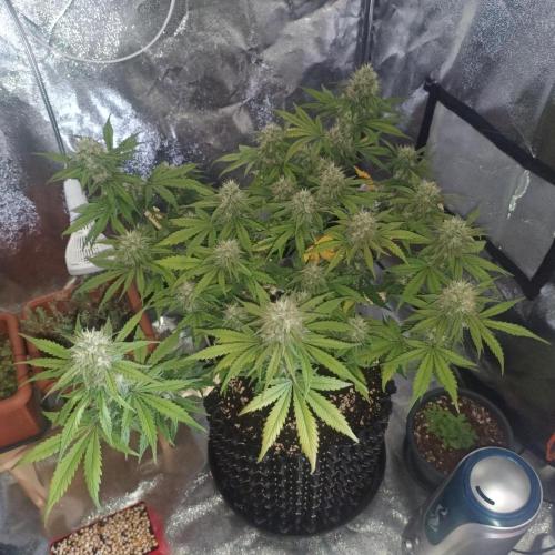 Break-up Cake AUTO 2x - beginner grow. Week 8 - Right pot 22. 07. dark