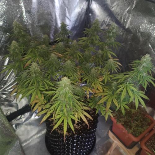 Break-up Cake AUTO 2x - beginner grow. Week 8 - Left pot 22. 07. dark