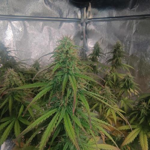 Break-up Cake AUTO 2x - beginner grow. Week 8 - Closeup left