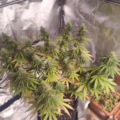 Break-up Cake AUTO 2x - beginner grow. Week 8 - Left pot 22. 07. light