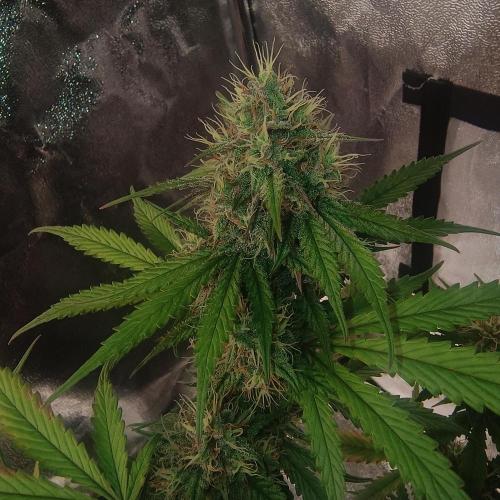 Break-up Cake AUTO 2x - beginner grow. Week 8 - Closeup right