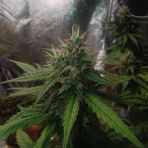 Break-Up Cake Auto. Week 8