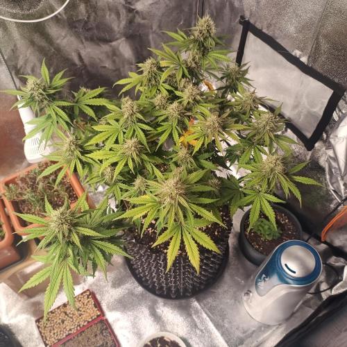 Break-up Cake AUTO 2x - beginner grow. Week 8 - Right pot 22. 07. light