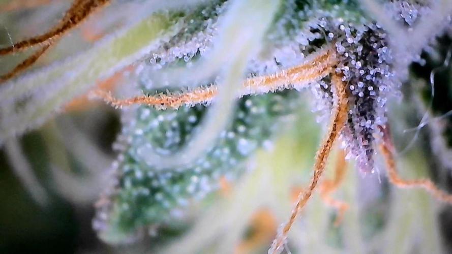 Break-up Cake AUTO 2x - beginner grow. Week 8