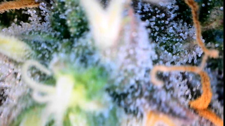Break-up Cake AUTO 2x - beginner grow. Week 8