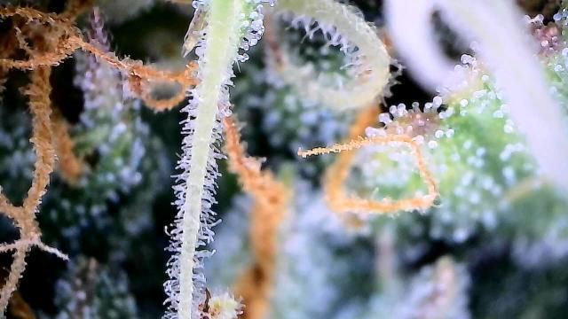 Milky Way F1. Week 8 - Trichome check