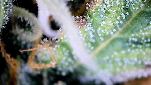 Milky Way F1. Week 8 - Trichome check