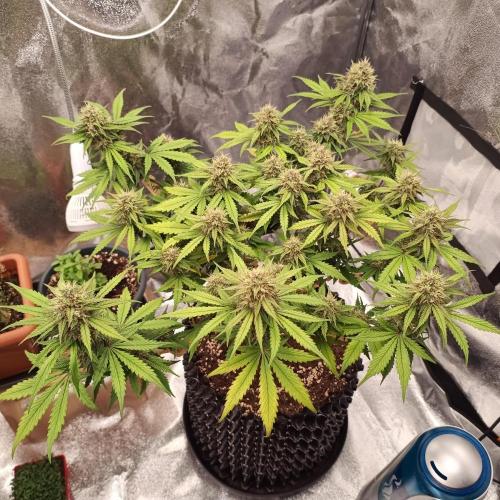 Break-up Cake AUTO 2x - beginner grow. Week 8
