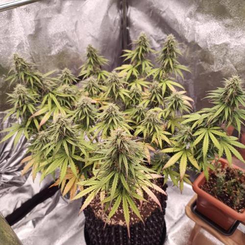 Break-up Cake AUTO 2x - beginner grow. Week 8