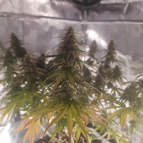 Break-up Cake AUTO 2x - beginner grow. Week 8