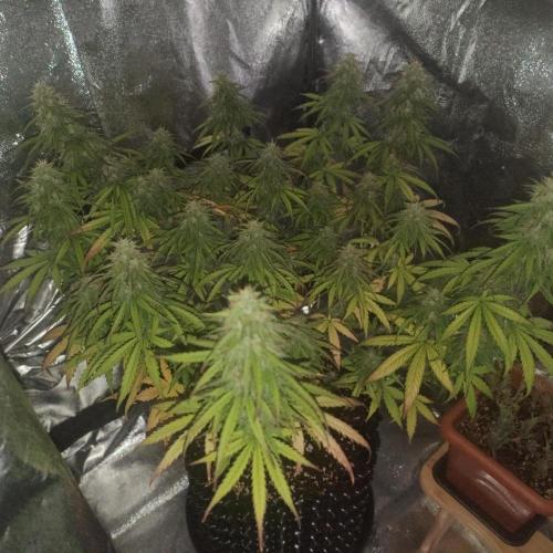 Break-up Cake AUTO 2x - beginner grow. Week 8