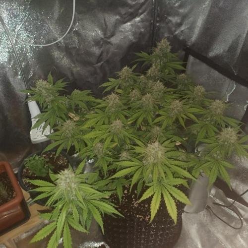 Break-up Cake AUTO 2x - beginner grow. Week 8