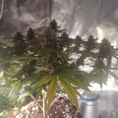 Break-up Cake AUTO 2x - beginner grow. Week 8