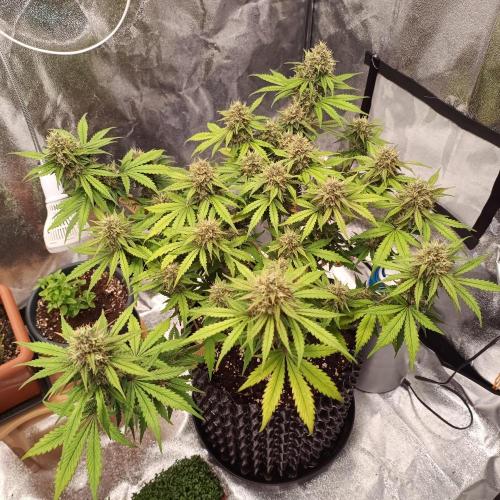 Break-up Cake AUTO 2x - beginner grow. Week 9 - Right pot