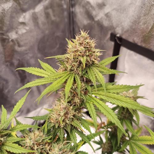Break-up Cake AUTO 2x - beginner grow. Week 9 - Right pot close up