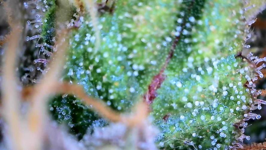Break-up Cake AUTO 2x - beginner grow. Week 9