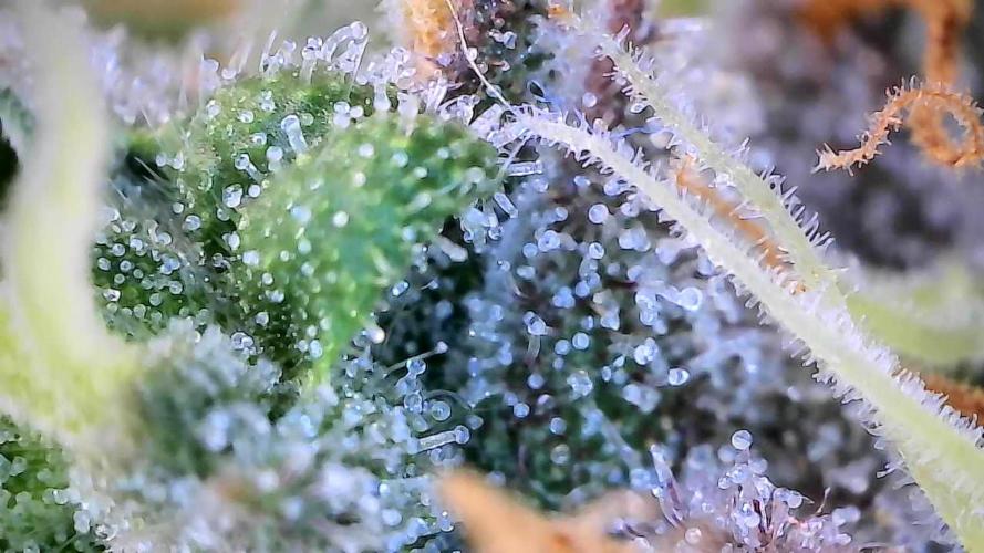 Break-up Cake AUTO 2x - beginner grow. Week 9