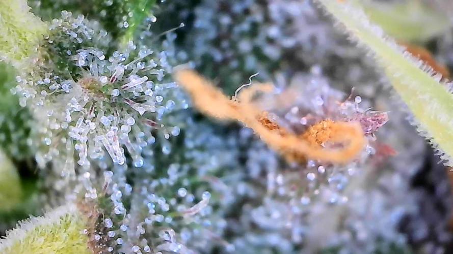 Break-up Cake AUTO 2x - beginner grow. Week 9