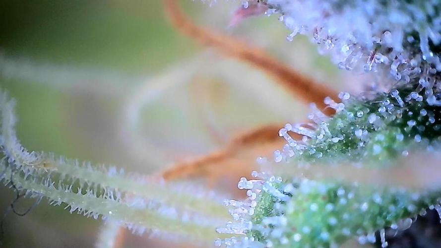 Break-up Cake AUTO 2x - beginner grow. Week 9