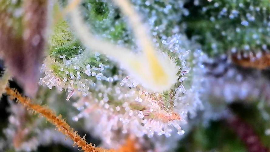 Break-up Cake AUTO 2x - beginner grow. Week 9