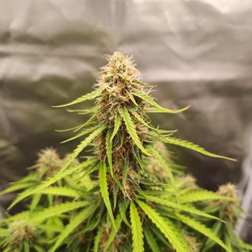 Milky Way F1. Week 9