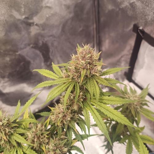 Break-up Cake AUTO 2x - beginner grow. Week 9 - Closeup